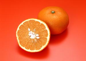 2026年最新！高級弁当の配達サービス完全ガイド 最高品質の味と贅沢なおもてなしを実現